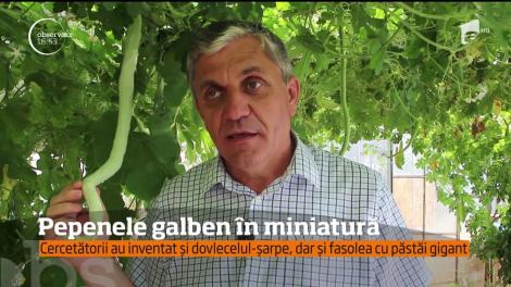 Cercetătorii buzoieni au inventat pepenele în miniatură