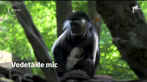 Un pui de maimuță, vedeta Grădinei Zoologice din Bronx