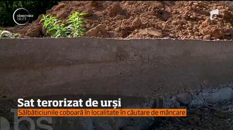 Sat terorizat de urși