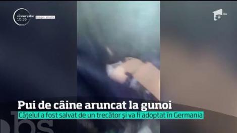 Un trecător a salvat un pui de câine dintr-un tomberon din Buftea