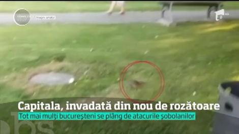 Şobolanii au invadat Capitala! Şi sunt mai agresivi ca niciodată. Au atacat deja câinele unor bucureşteni, iar oamenii se tem şi pentru copiii lor
