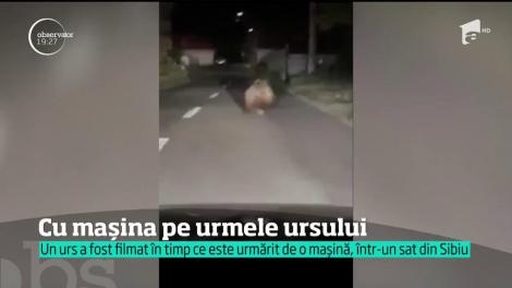 Şofer inconştient! S-a filmat în timp ce fugăreşte cu maşina un urs într-o localitate din Sibiu