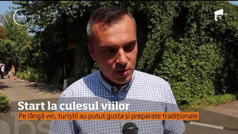 A început sezonul vinului! Strugurii sunt culeşi de pe podgorii şi sunt transformaţi în must
