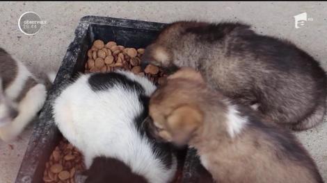 Patru căţei îşi caută stăpân, după ce au fost salvaţi de la moarte de un trecător. O femeie din Buzău îi aruncase într-un sac, la marginea drumului