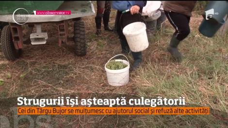 În podgoriile din Tg. Bujor, viile sunt pline cu ciorchini, dar culegătorii sunt aproape absenţi!