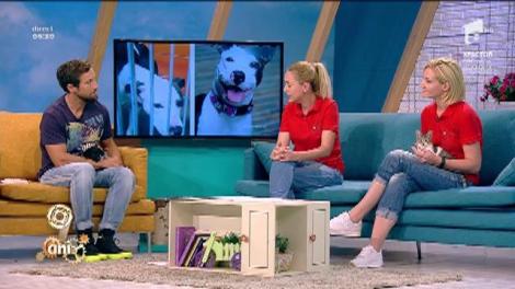 Legea pentru mărirea pedepselor pentru cei care omoară și maltratează animale este încă în Parlament