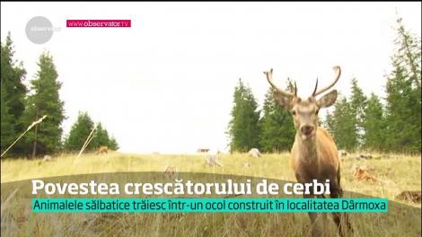 Un bărbat dintr-o localitate suceveană crește cerbi, în vârf de munte