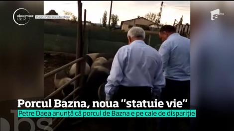 Porcul Bazna, noua statuie vie pentru ministrul Agriculturii