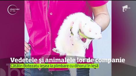 Vedetele și animalele lor de companie