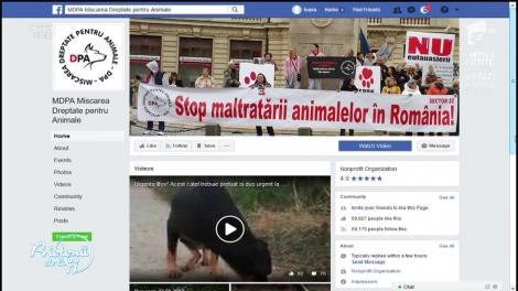 Stop maltratării animalelor &icirc;n Rom&acirc;nia! Cazurile &icirc;n care sunt chinuite sau ucise animale cresc de la o zi la alta