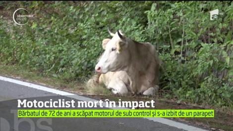Un motociclist în vârstă de 72 de ani a vrut să evite o vacă şi şi-a găsit sfâşitul după un impact violent cu un parapet!