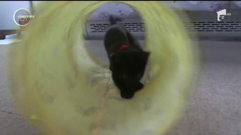 Pisici maidaneze, însoțitoare de bord pentru pasagerii din Japonia