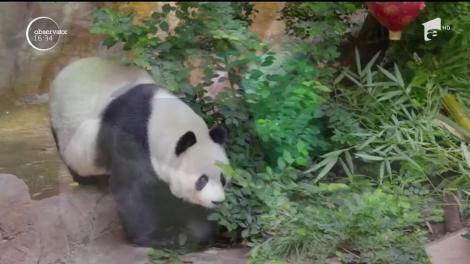 Sărbătoare la o grădină zoologică din SUA! O femelă Panda a împlinit 26 de ani