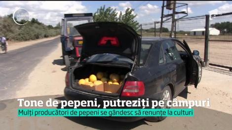 Disperare la Dăbuleni! Zeci de tone de pepeni au ajuns să putrezească la soare