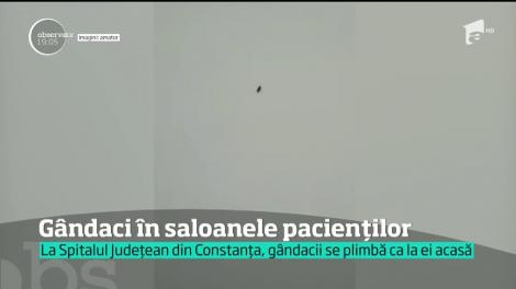 Gândaci în saloanele pacienților de la Spitalul Județean din Constanța