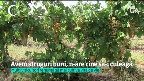 Struguri buni, dar nu are cine să-i culeagă! Viticultorii din Vrancea sunt nevoiți să angajeze zilieri din alte județe