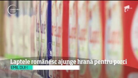 Laptele românesc ajunge hrană pentru porci! Fermierii român primesc 90 de bani pentru un litru