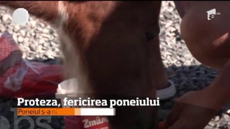 Povestea emoţionantă a unui ponei care, pentru că s-a născut bolnav, a fost la un pas să fie euthanasiat