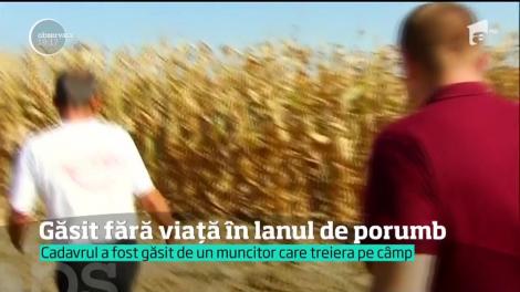 Descoperire macabră. Cadavrul unui bărbat, găsit întâmplător în lanul de porumb