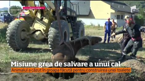 Pompierii din Neamţ, misiune grea de salvare a unui cal cazut într-o groapă