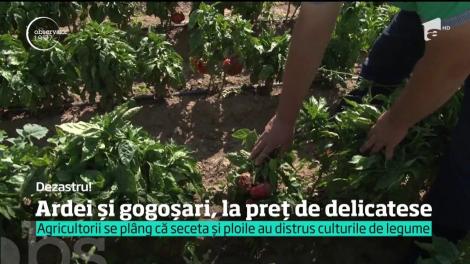 Murăturile şi zacusca, conserve de lux în acest an. Ploile acide şi seceta au distrus recolta de legume