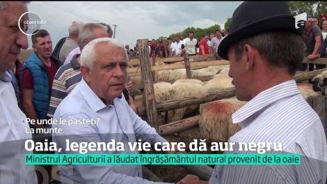 Ministrul Daea laudă îngrăşământul provenit de la oaie: ”E aur negru”