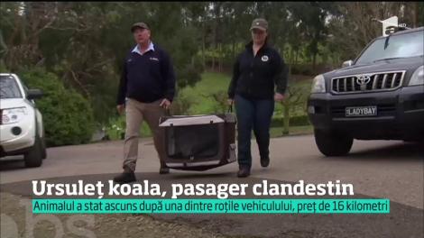Un koala a călătorit 13 kilometri, agăţat de roata unei maşini, fără ca şoferul să-l observe