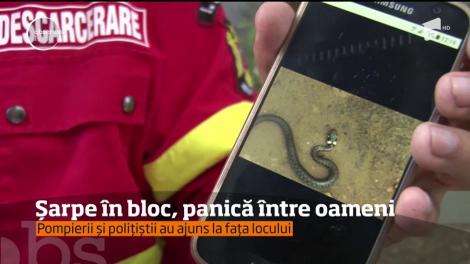 Panică într-un bloc din Suceava din cauza unui șarpe