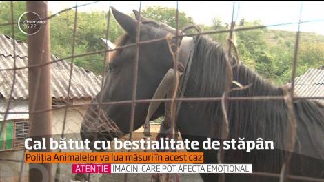 Un bărbat din judeţul Bacău s-a ales cu dosar penal, pentru că îşi bătea calul zilnic
