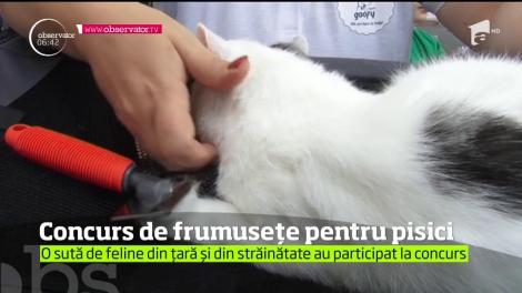 Cele mai frumoase feline din ţară şi-au dat întâlnire la Constanţa!