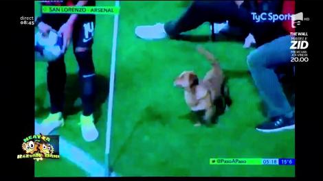 Smley News. Cățelul buclucaș. Ce a făcut un câine când a ajuns pe terenul de fotbal