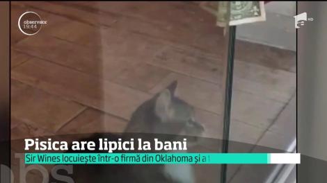 Replica "mâna întinsă care nu spune o poveste nu primeşte pomană" se potriveşte de minune în cazul unei pisici care strânge bani cu succes.