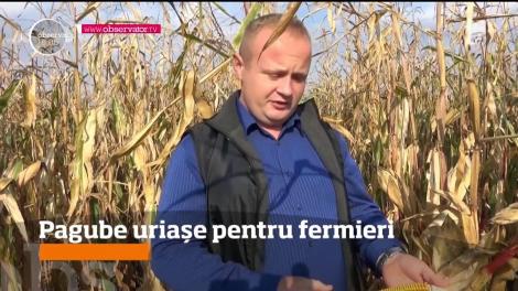 Furtuna de duminică după amiază a afectat recoltele în toate cele 9 judeţe pe care le-a afectat!