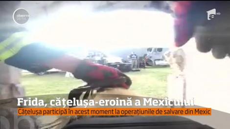 Frida, cățelușa-eroină a Mexicului! Patrupedul participă la operațiunile de salvare a victimelor prinse sub dărâmături