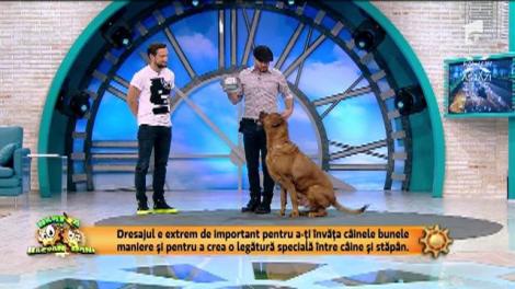 Ritualul oferii hranei pentru câini poate da naștere unei relații bazată pe respect