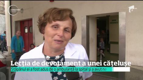 Opt ore şi-a aşteptat stăpânul la uşa spitalului şi i-a impresionat până la lacrimi pe medici şi pe pacienţi, deopotrivă. Este povestea lui Pappy, o căţeluşă din Iaşi