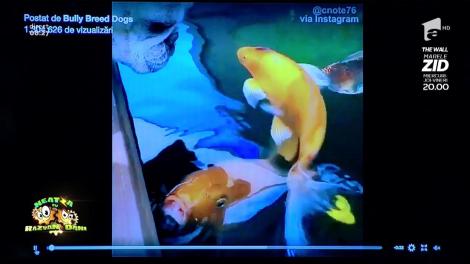 Smiley News! Iubire mare între un cățel și un peștișor