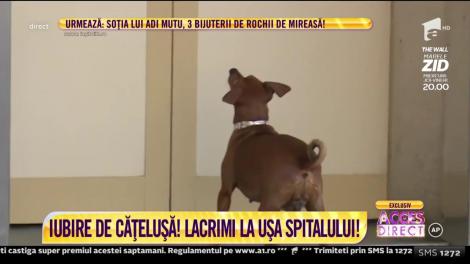 Momente emoţionante la Unitatea de Primiri Urgenţe a Spitalului "Sf. Spiridon", din Iaşi. O cățelușă scâncește și latră după stăpânul său grav bolnav. L-a așteptat ore în șir