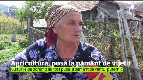 Agricultura, pusă la pământ de vijelii
