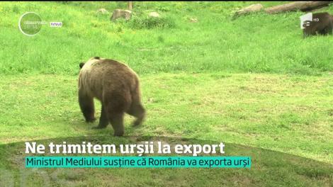 Urșii din România vor fi cipați, iar cei în plus trimiși la export