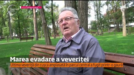 Ultima veveriţă din cel mai mare parc din Bistriţa a evadat din cuşca 14 mii de lei!