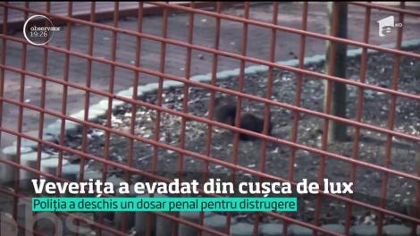 Veverița din cel mai mare parc din Bistriţa a evadat din cușca de 5.000 de euro