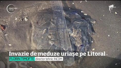 Invazie de meduze uriașe pe Litoral. Biologii studiază fenomentul şi au venit cu explicaţii