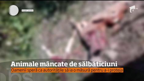 Locatarii unor comune din Sibiu, terorizați de urs