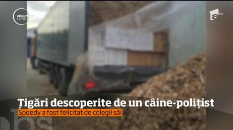 TIR plin cu ţigări de contrabandă, descoperit de un câine-poliţist