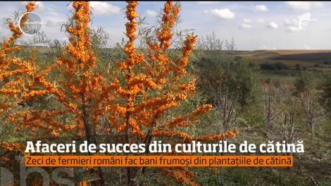 Afaceri de succes din culturile de cătină