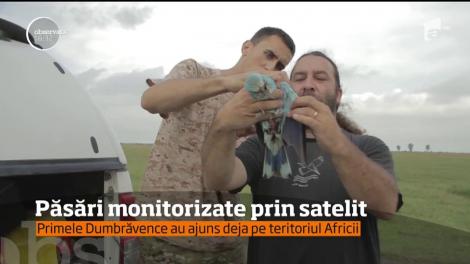 Proiect în premieră în România! Șase păsări din specia Dumbrăveanca, monitorizate prin satelit