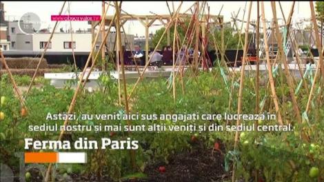 Acoperişul unui oficiu poştal din Paris, transformat într-o fermă în toată regula