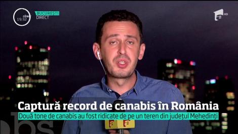 Captură record de canabis făcută de poliţiştii români. 2 tone pe un câmp din Mehedinţi