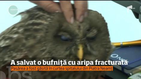 O bufniţă cu aripa rănită a fost adoptată de redacţia unui ziar din Piatra Neamţ